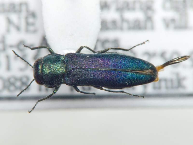 Agrilus albogularis Gory, 1841